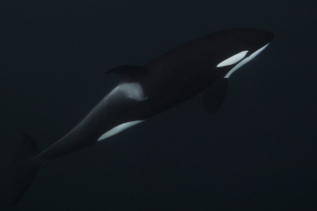 Snorkel with Orcas in Norway, Scott Portelli